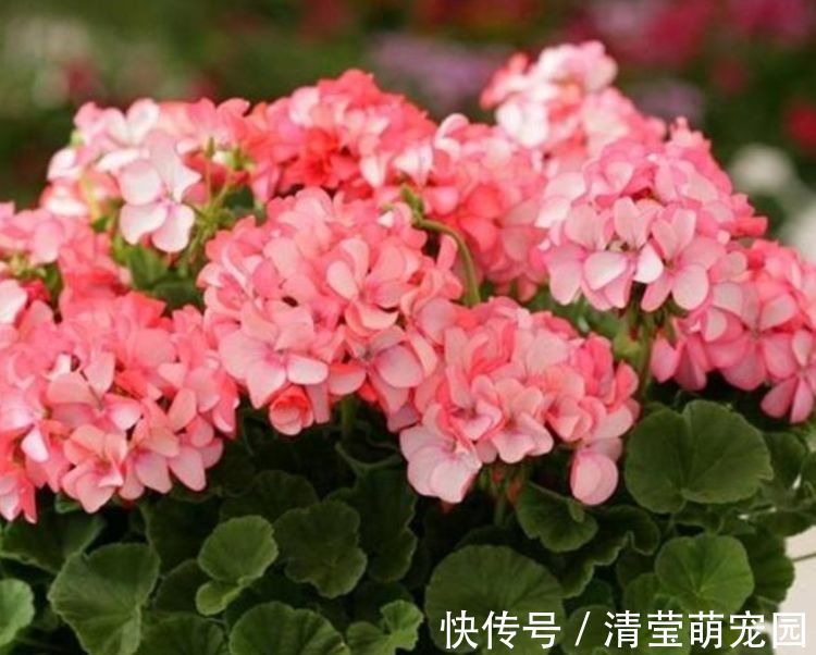 便宜又好养的花,10元2盆养家里,花色鲜艳,适合种在庭院观赏