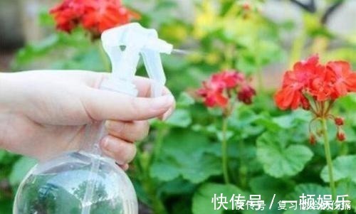 花朵|什么淘米水、黄豆水,都不如1勺粉末,用来养花,花开爆盆!