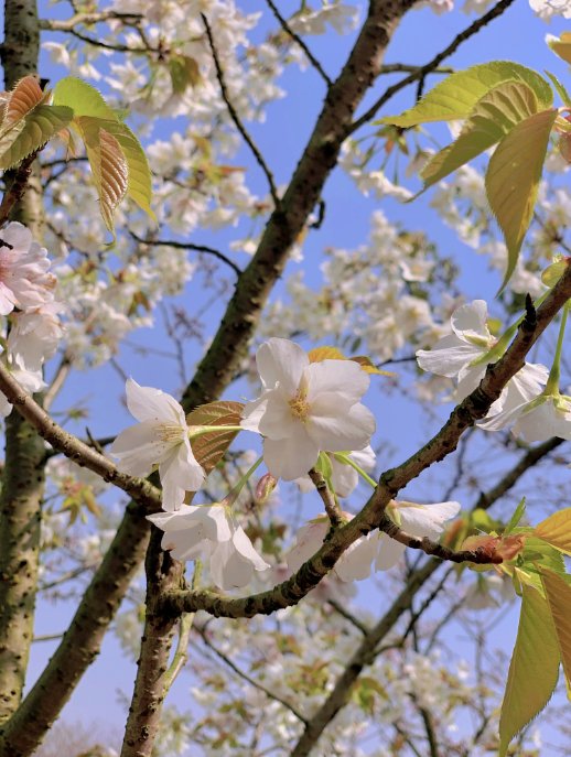 【“摄”会人】人间芳菲四月天 这是属于樱花的季节