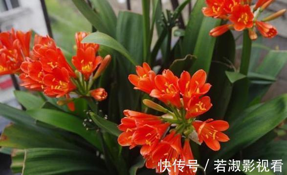 喜欢养花就扦插繁殖？盆栽君子兰、矮牵牛，播种育苗十拿九稳