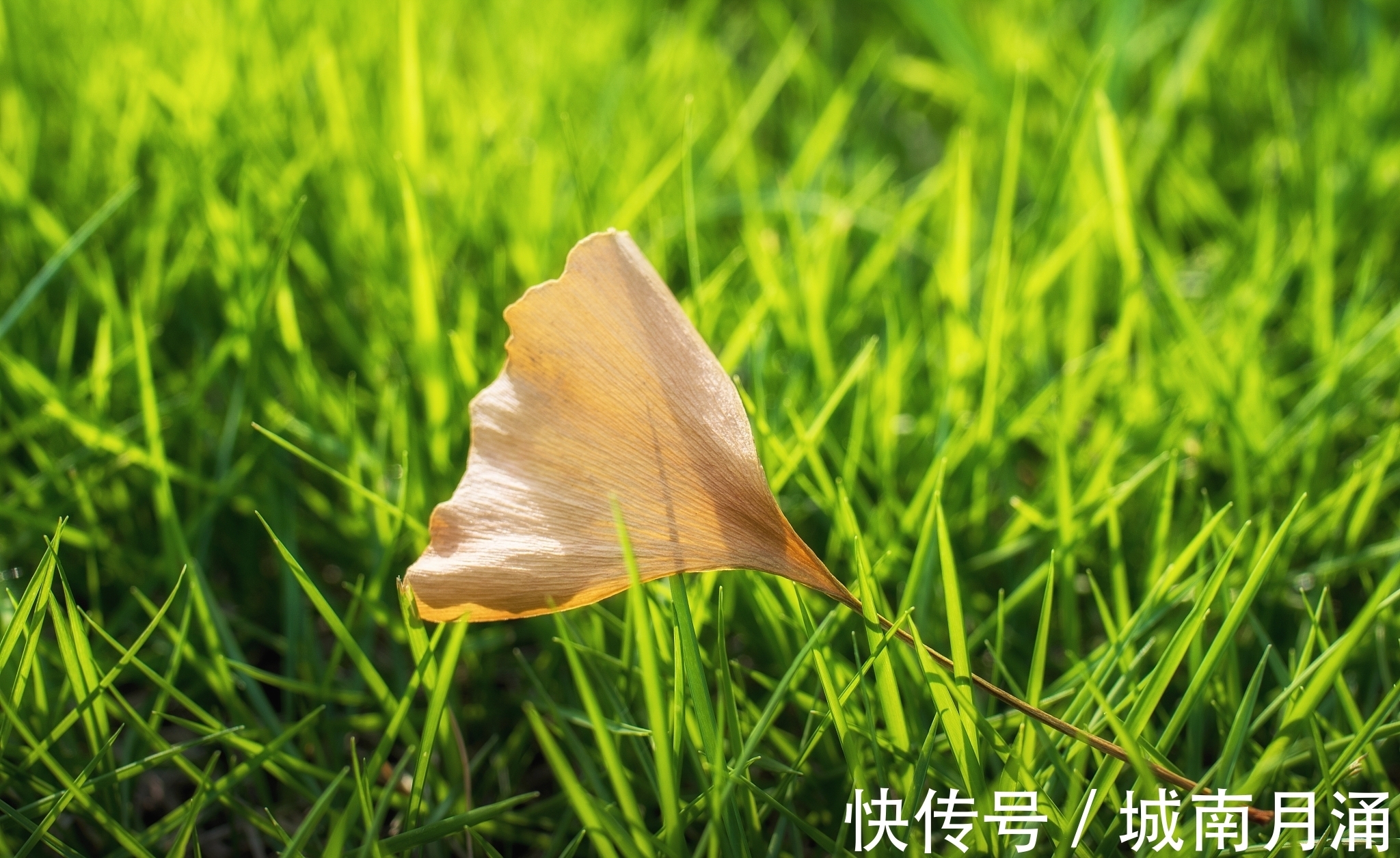 城墙&唯美秋草古诗词六首:年年陌上生秋草,日日楼中到夕阳