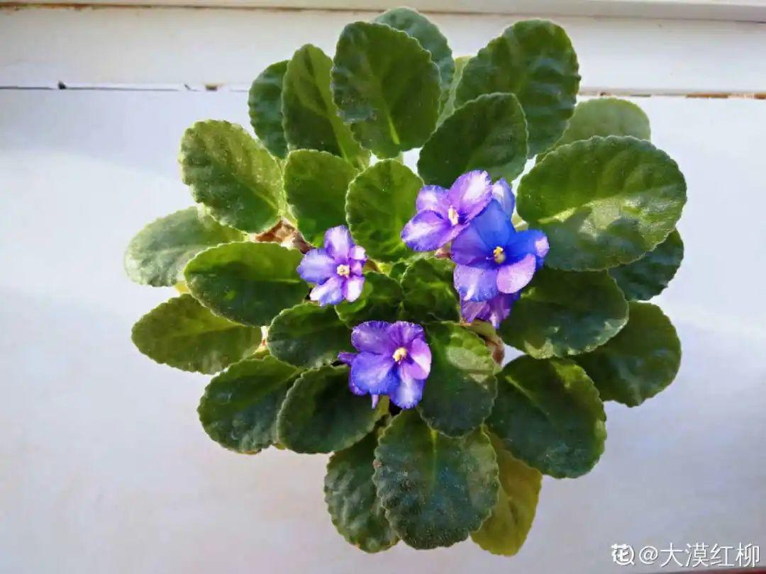 长寿花|9月后就养这些花，比绿萝好养，疯狂开花到明年！