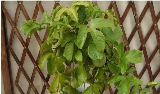 阳台能养殖的盆栽水果，开花又结果，好吃好看，养殖简单新手能养