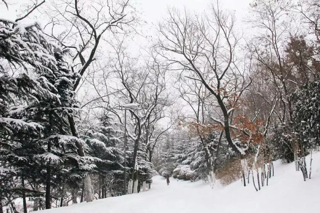 昆嵛山|一场冬雪后，昆嵛山竟变成这样……