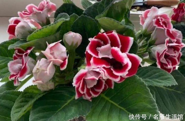 几种花养家里,开花漂亮寓意好,一开就是300天,美爆家园拦不住