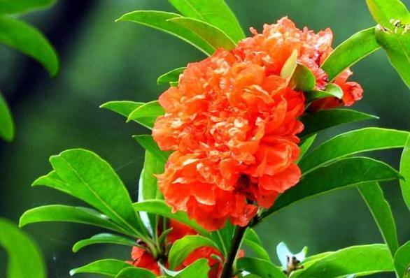 石榴花最爱“美”，开花前“擦擦脸”，花苞多、花朵大，花爆满枝