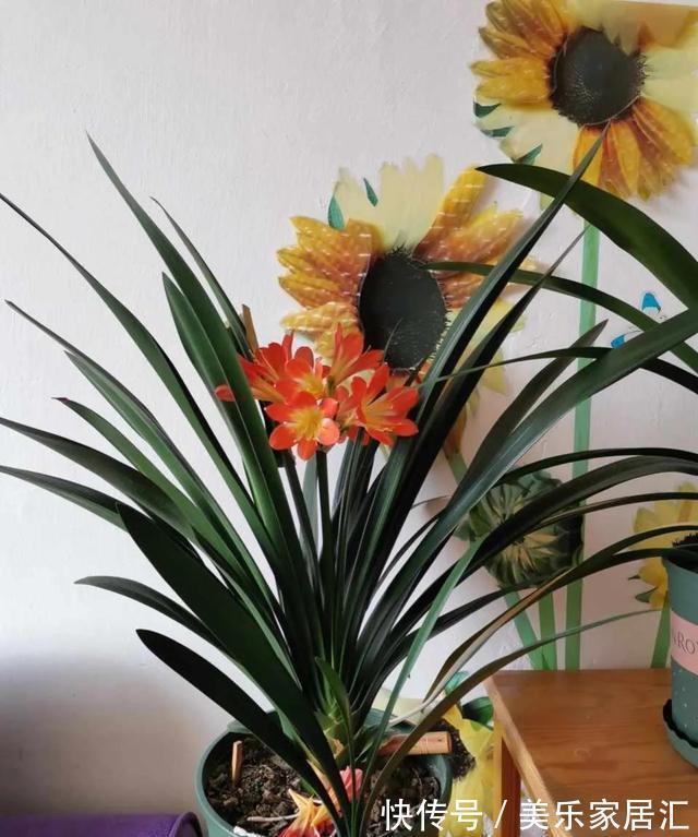 陶粒|君子兰翻盆,土里扔一把颗粒,透气肥效好,花根不腐烂