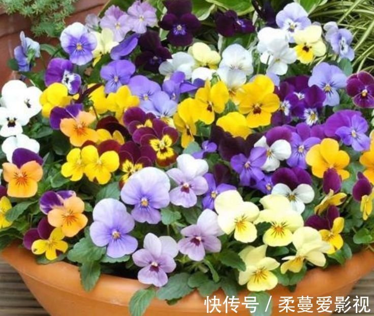 几种花，开花漂亮又好养，养上一盆四季欣赏，好养活还不贵