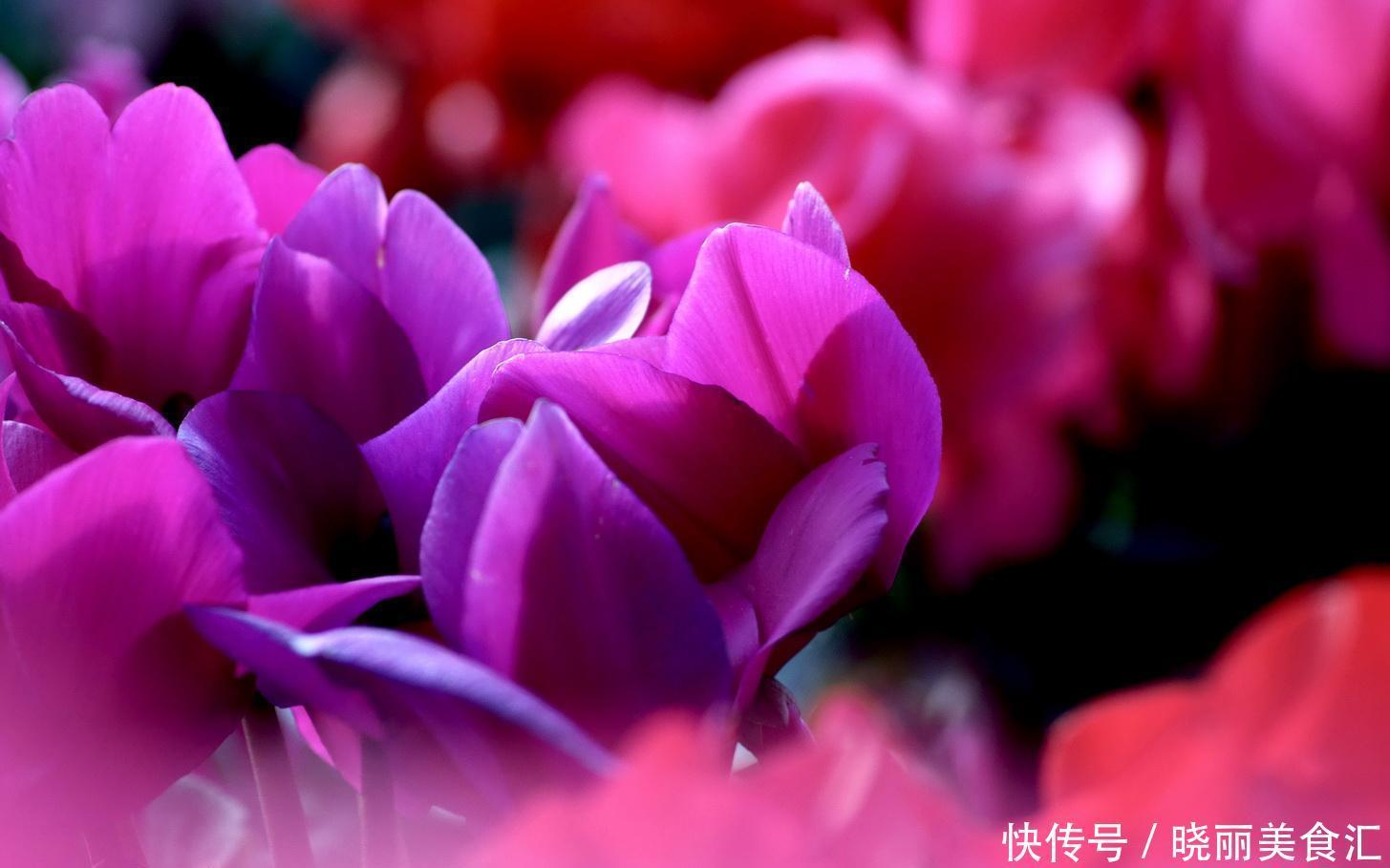 4种室内提升品位的植物,客厅摆上它,有档次