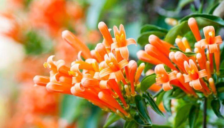 谁见了都喜欢的4种花,好打理,易爆盆,花开不断,还能旺财