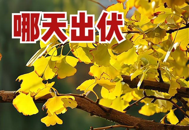 食物|末伏来临，末伏之后还热吗?哪一天出伏?适宜吃什么食物?