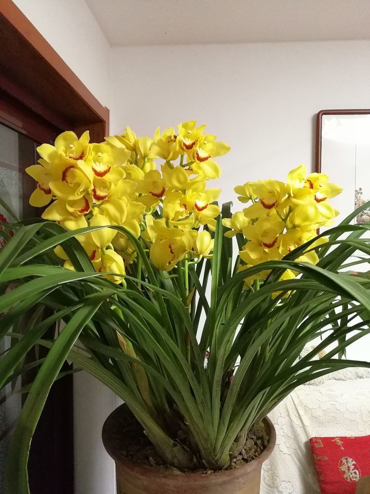 最美的花，花形像绣球，花色绚丽，一年多次开花，值得拥有