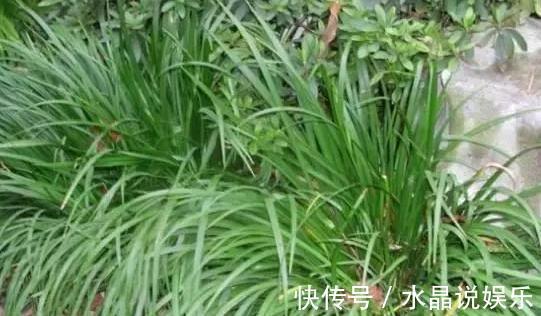 绿植|此种绿植叶片比香水还香,放浴室清除异味效果好,管理相当省心