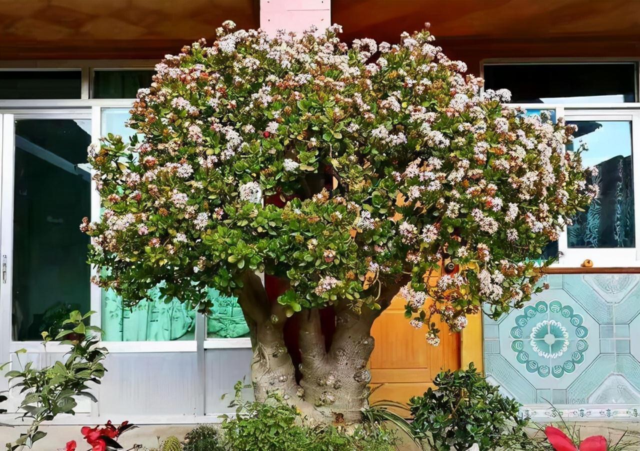 老桩|6种富贵花,全都“寿命长”,轻松养成老桩,越大越“旺家”