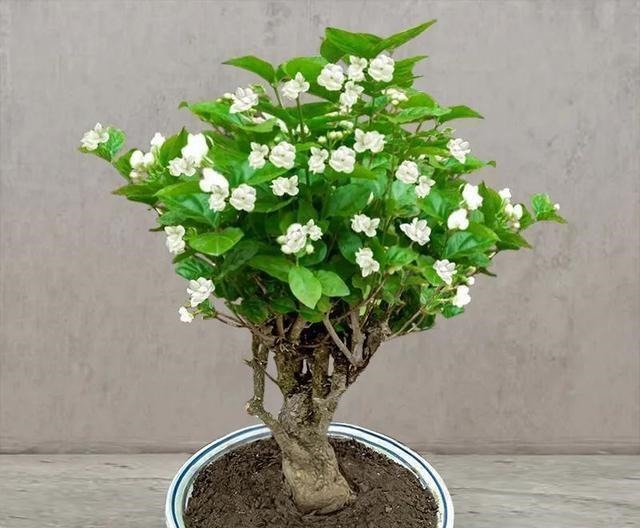 花苗越老越值钱这5种花的老桩，买了就上当