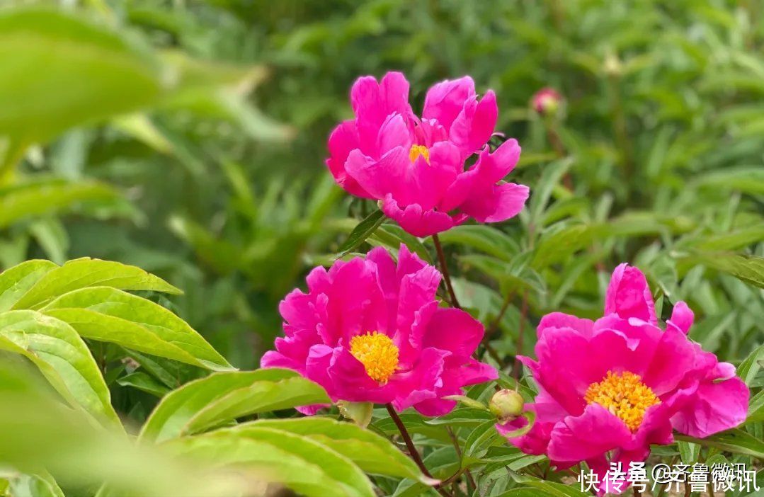 芍药|六月至，“花相”芍药笑迎宾