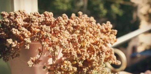 这5种多肉植物,便宜又好养,一不小心就会爆盆
