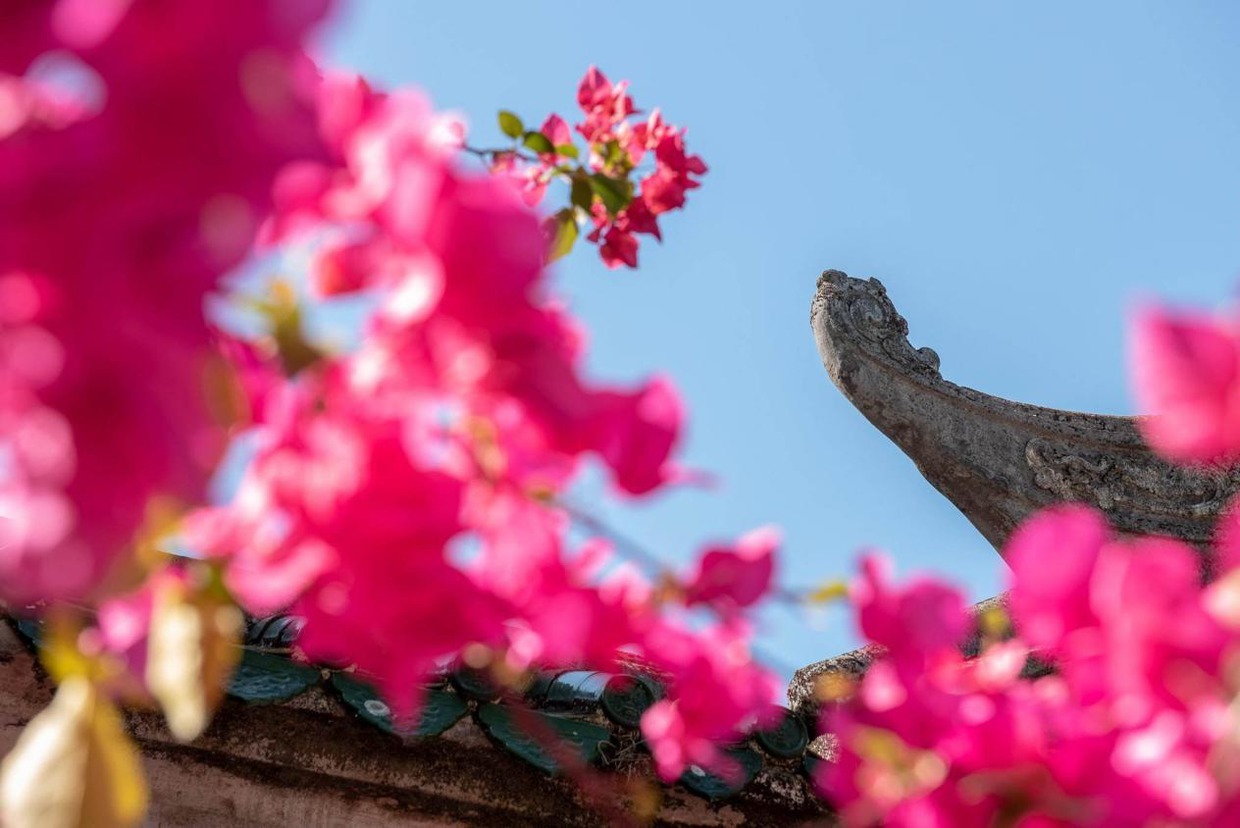夏天养好三角梅并不难,教你花芽开满枝头!