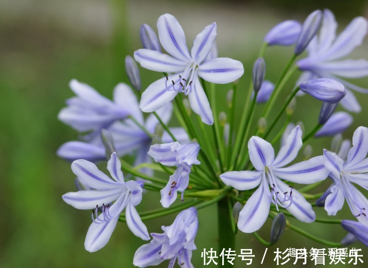 此花优雅靓丽娇俏可爱，像亭亭玉立的少女，是神秘浪漫的爱情之花