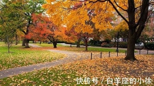 黄叶|15首古诗词,写尽秋叶的静美,让人大开眼界