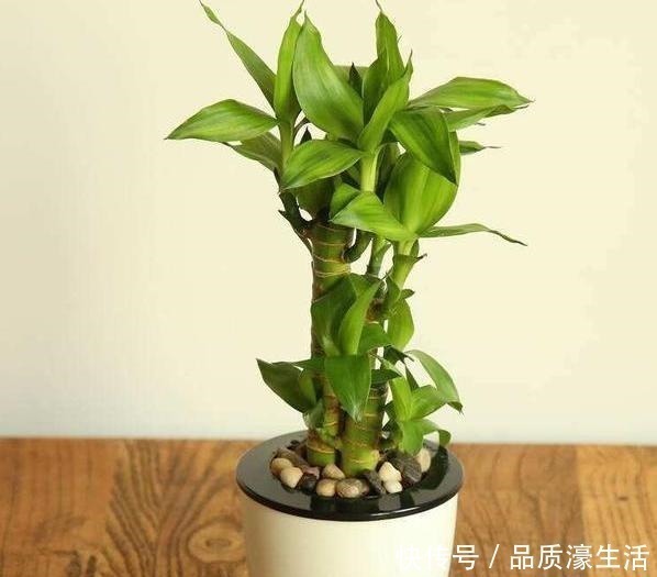 植物|植物生长离不开太阳这4款“耐阴花”怕晒，室内盆栽长势猛！