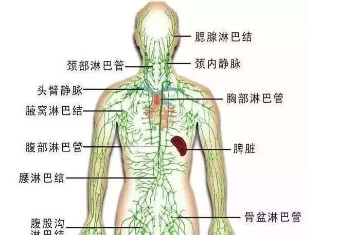 腋下淋巴能随便按摩吗