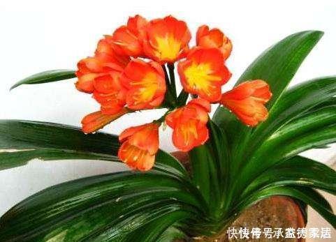 这些废料是个宝,浇君子兰,叶绿花艳效果好