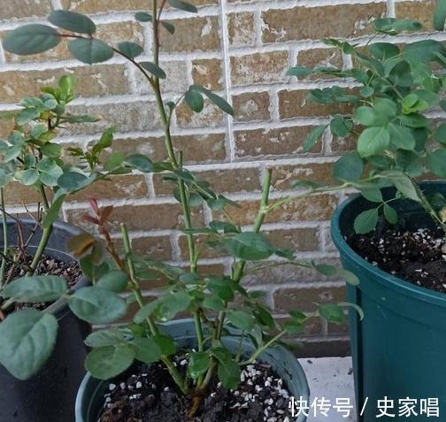 月季修剪后发芽不整齐,常见的3个原因和解决办法