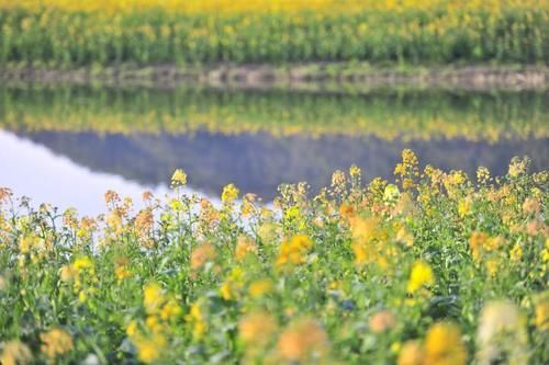 爆料！杭州的花海跑道已经美成这样了，有人早上4点赶去刷了个遍