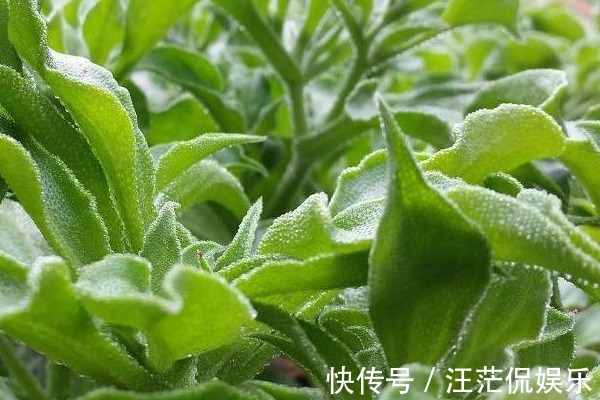 冰菜|吃药不如吃野菜，农村最常见的4种野菜，原来都是珍贵中草药！