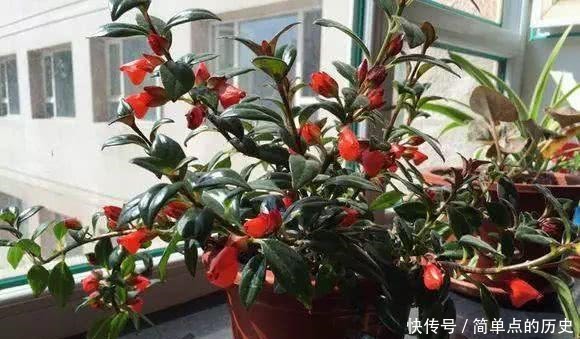 金鱼吊兰一年四季这样养,冬天保证开花爆满盆,满满一盆小金鱼!