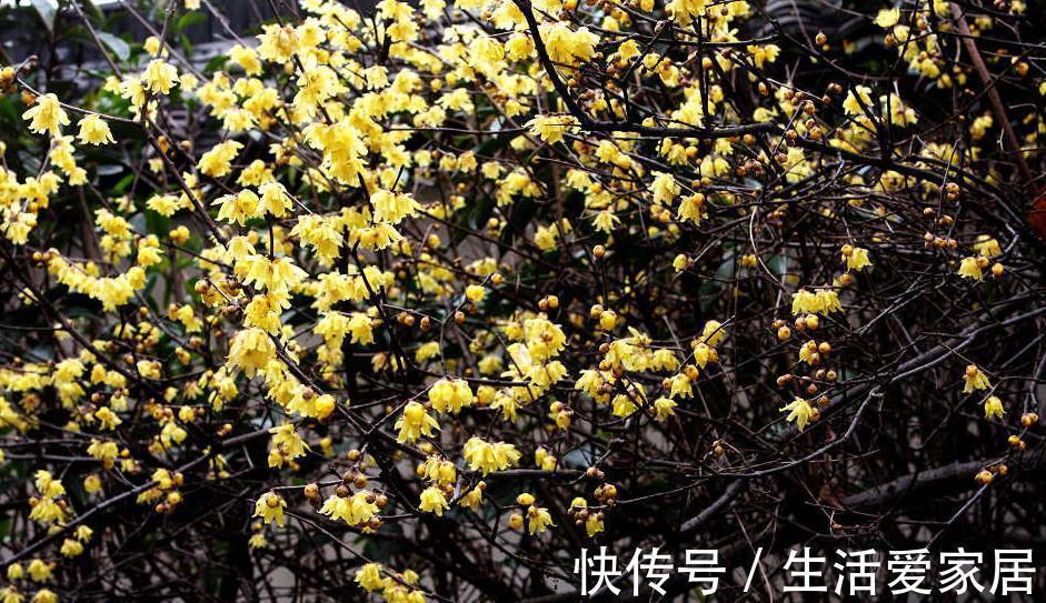 玫瑰花|6种漂亮花,又香又好吃,美食之花,你养过几种?