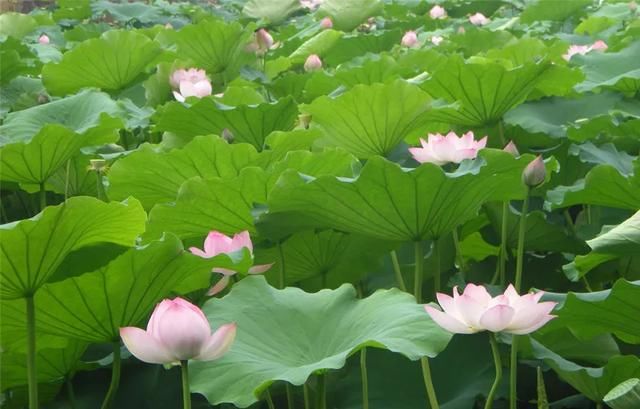 | 李白笔下的夏日究竟是什么样子的？|风雅绵州 | 荷花