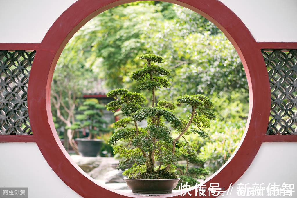 矮化剂|树木盆景是怎么矮化的？8个方法助你的盆景成为“活着的艺术”