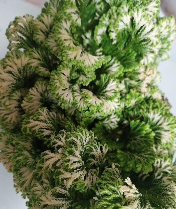 这花号称“死不了”，干透浇点水，叶子绿油油