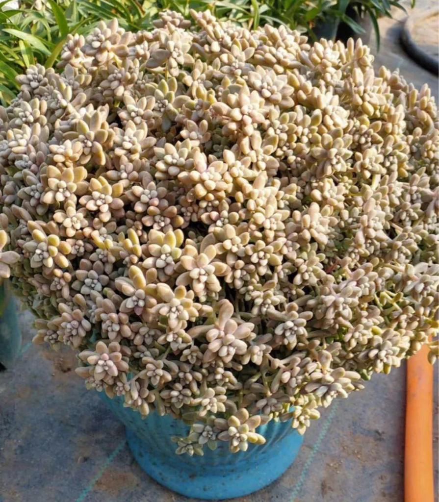 最小的盆，养最牛的花，还能开爆盆，真牛！