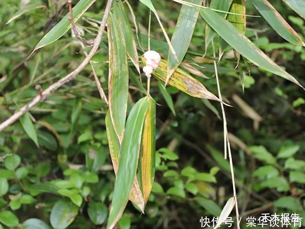 竹子上长的“肉瘤”，若你家竹林里有，请别错过，如今价值很珍贵