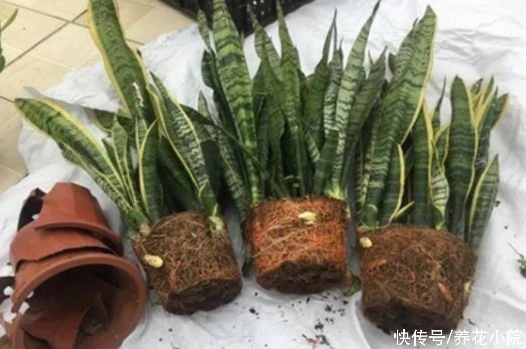 吊兰|家里养4种花，秋天给它换盆换土，才能长势更旺