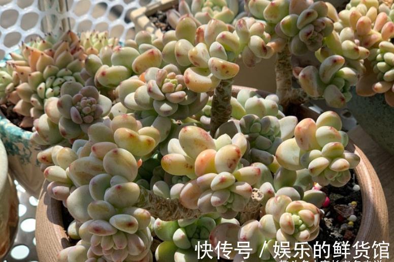 多肉劳尔与桃蛋颜值不相上下，养法也相似，但养护难度有云泥之别