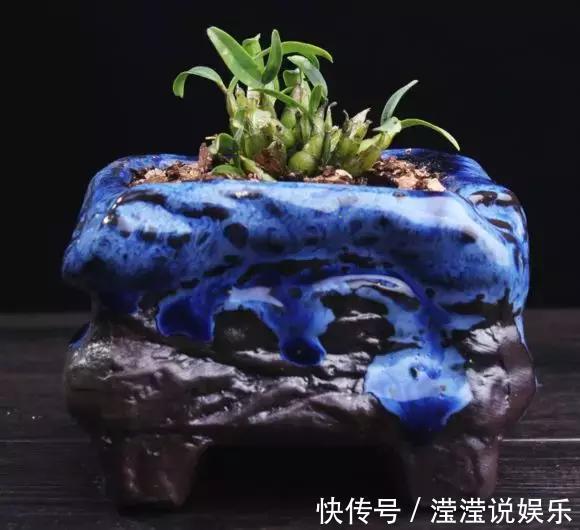 还在养绿萝家里养盆“香香花”，好看好闻，清香四溢精神好！