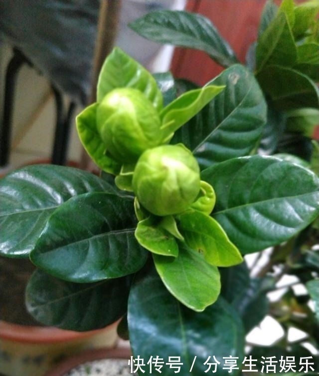 植株|养茉莉花、栀子花,做到“4个多”,2年长成“小树”,开花更多!