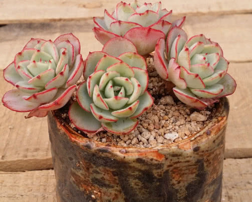 多肉奶油黄桃怎么养教你3个小妙招,养出饱满圆润的奶油黄桃