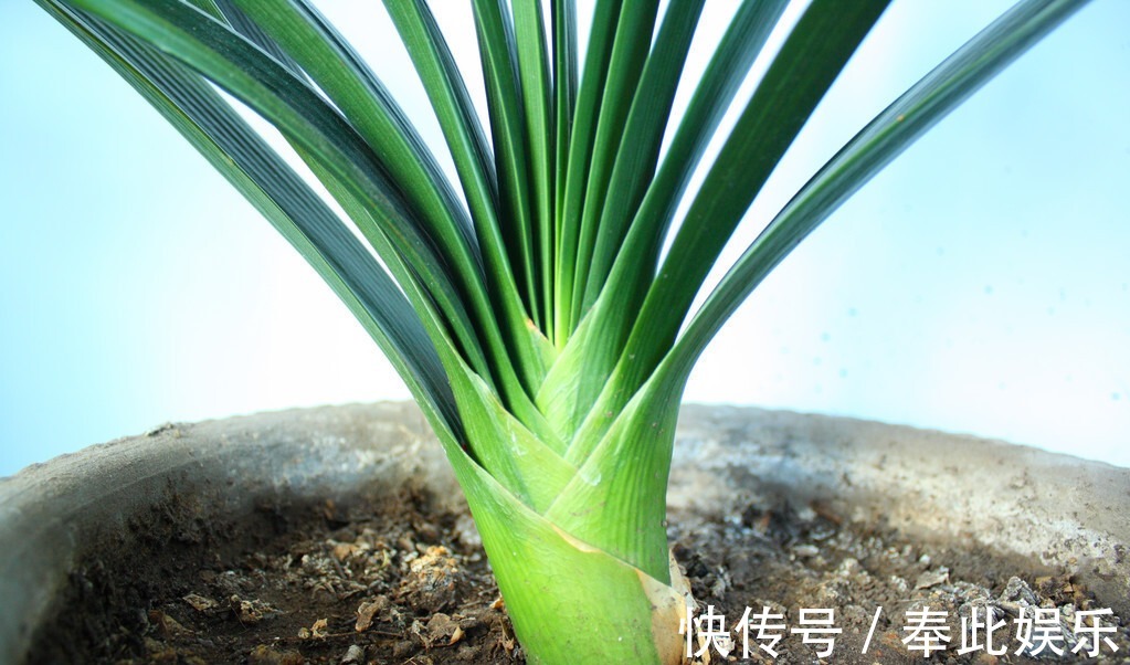 君子兰长得好不好,不在于开不开花,而在于这三个地方