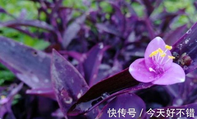 养花试试这几款,花色清新淡雅,养在家中,可以让家中高雅温馨