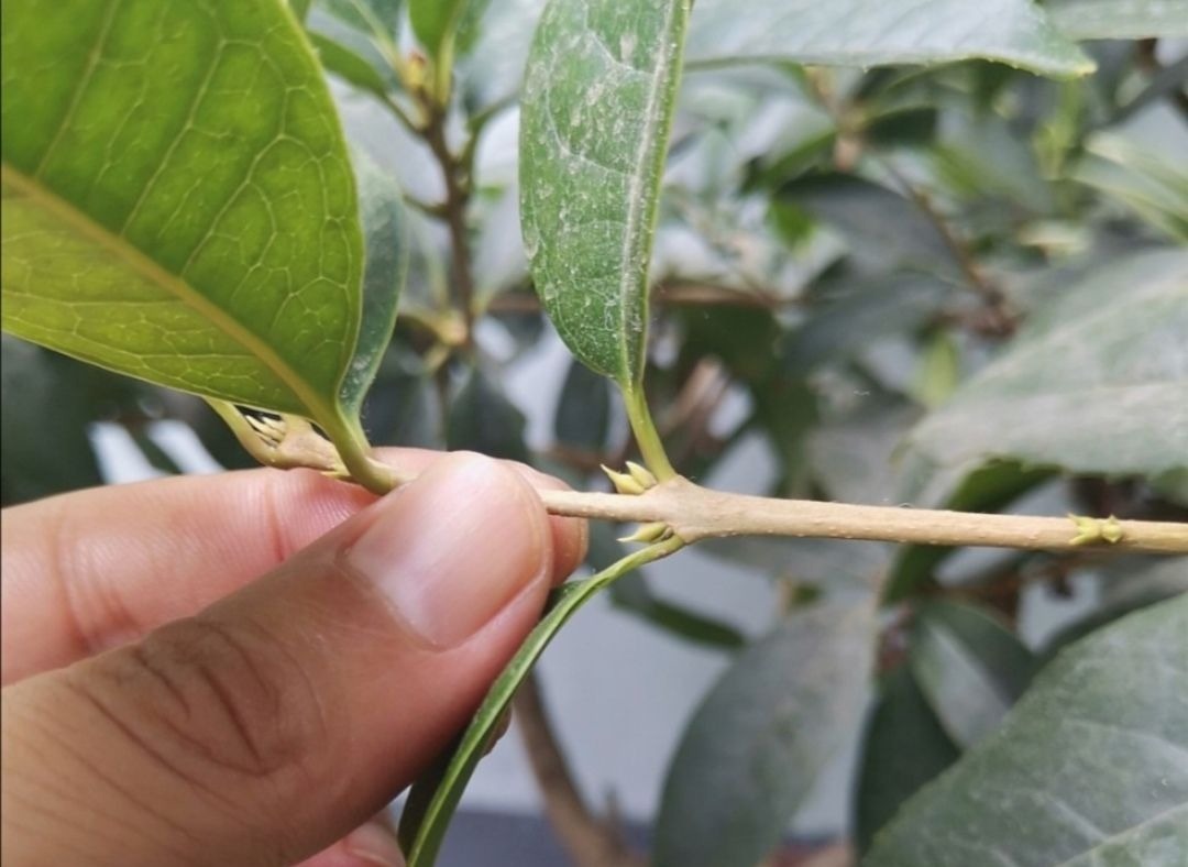 立秋以后,4种花别再修剪,否则影响正常开花