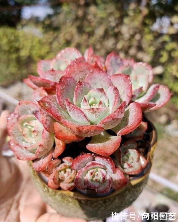 养死|多肉好看不好养，想要养好它！“先要有环境，后要有技术”