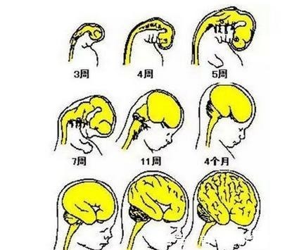 脑力|父母须知想要孩子大脑发育好，脑力训练不可少，孩子越大越聪明