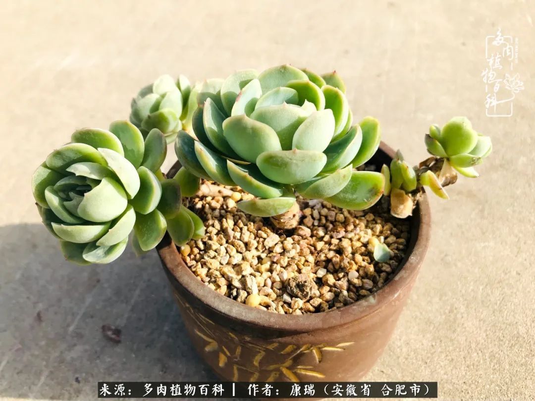 养肉之路，道阻且长，累的是身体，净的是心灵！