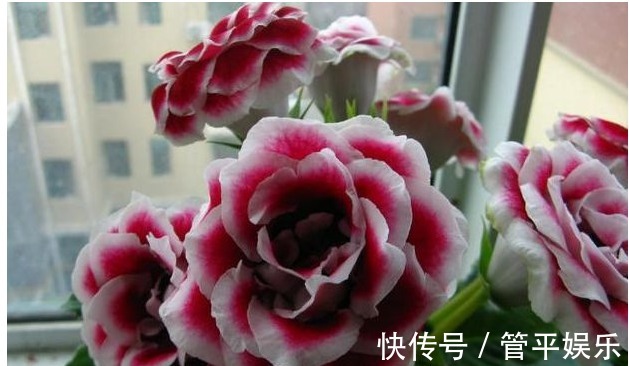 以下4种花漂亮又好养，花期长达300多天，乃阳台盆栽之首选