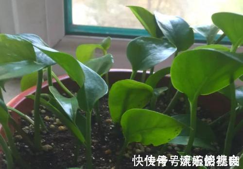 旧土|养花旧土别扔,“3样”东西加一点,土质肥沃,养花特旺,开花多